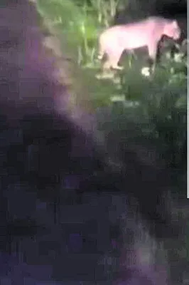 పులి కనిపించిందని పుకార్లు
