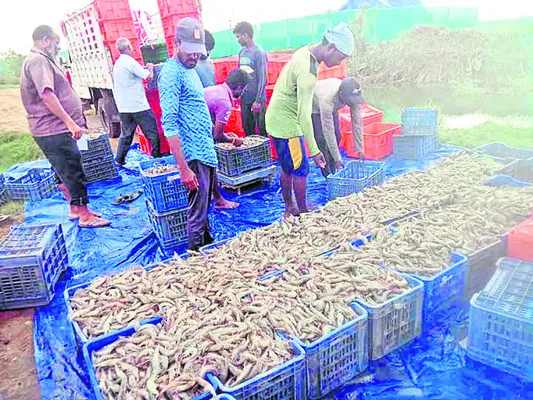 రొయ్యలు అధరహో 