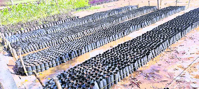 మొక్కల పెంపకానికి కసరత్తు