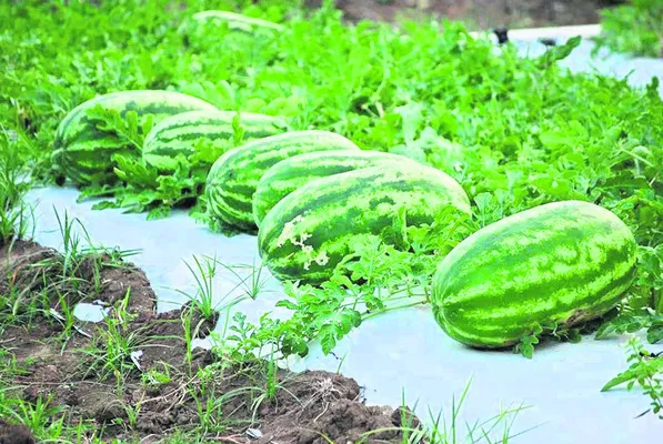 పుచ్చ సాగుకు సమయమిదే 