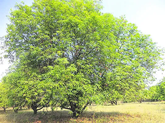 మామిడి పూత యాజమాన్య పద్ధతులు