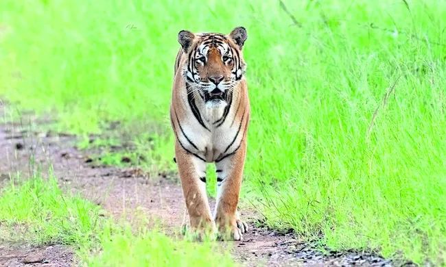 పెద్ద పులులు.. వన్యప్రాణులు 
