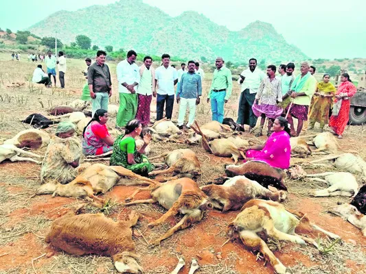 విషపు నీరు తాగి 50 గొర్రెల మృత్యువాత 