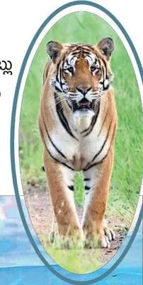 పరవశించే మది