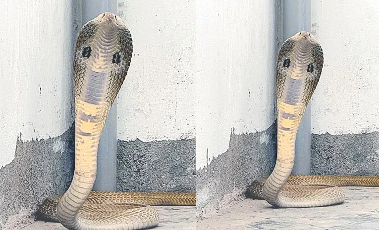 cobra found at under construction apartment narsingi