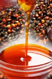 Oil Palm Farming Gains Momentum Amid Government Support