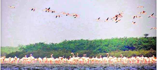 కోలాహలంగా పక్షుల పండుగ 