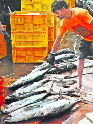 ట్యూనా టైమ్‌.. సముద్రం ఇచ్చిన బహుమతి