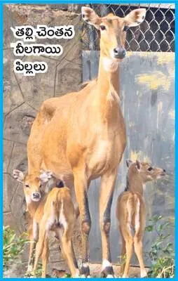 నా బంగారు కూన..