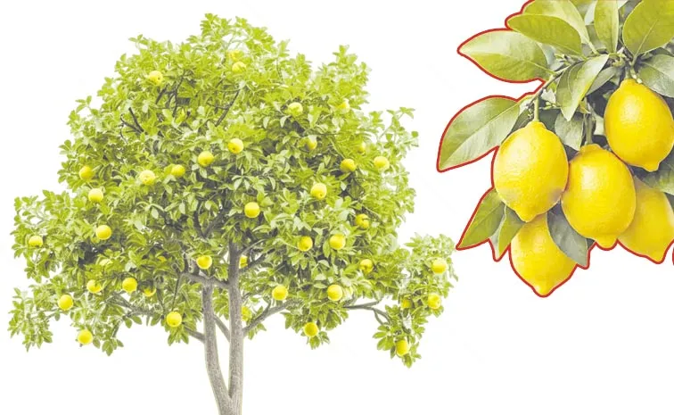 Farmers Fires On Chandrababu Naidu