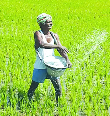 యూరియా వాడకం డబుల్‌! 