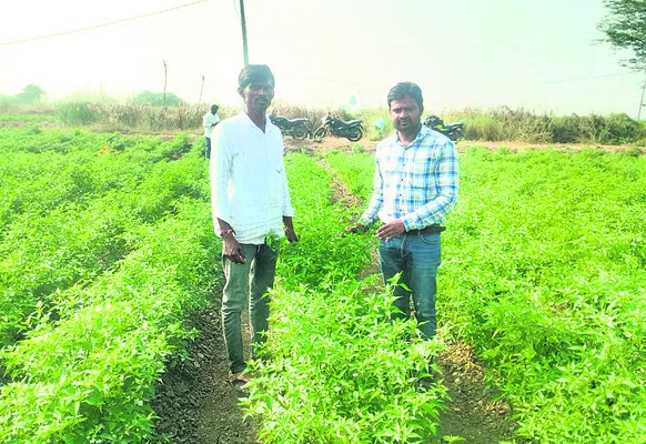 సరైన పద్ధతులతో నల్ల తామర నివారణ