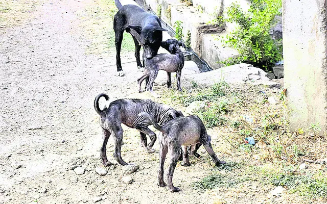 వీధి కుక్కలకు అంతుచిక్కని రోగం

