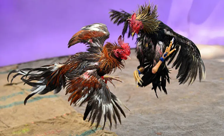 బరితెగింపులు!