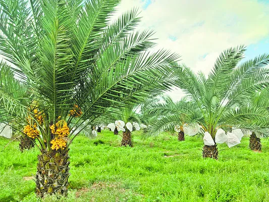 బుధవారం శ్రీ 14 శ్రీ జనవరి శ్రీ 2026