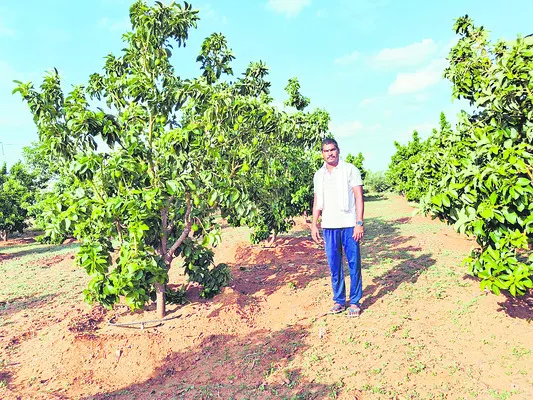 దెబ్బడగూడలో అవకాడో.. 