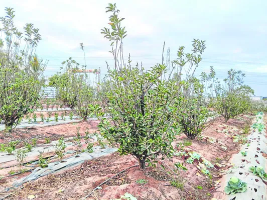 ● ఆపిల్‌.. జిగేల్‌ 
