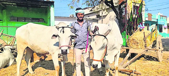 పశువులతోనే అనుబంధం