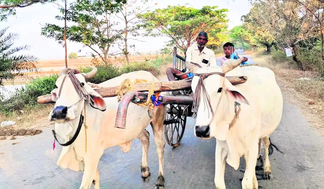 30 ఏళ్లుగా ఎద్దులతోనే వ్యవసాయం..