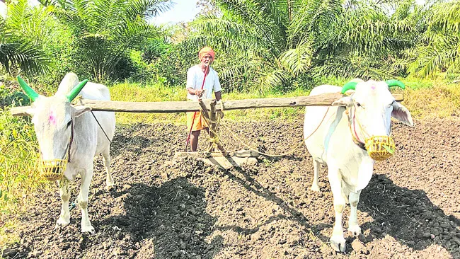 ● వ్యవసాయంలో నేటికీ ఎద్దుల సాయం ● జిల్లాలో పెరిగిన ‘సేం