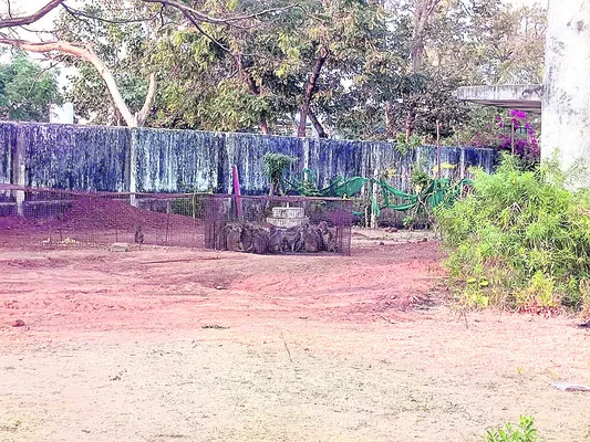 జామ్‌లో కోతులు పట్టివేత
