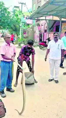 రేణిగుంటలో  కొండచిలువ ప్రత్యక్షం 