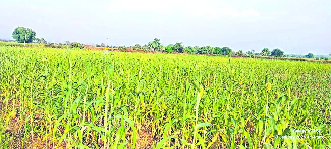 ● సంప్రదాయ ‘తోరణం’