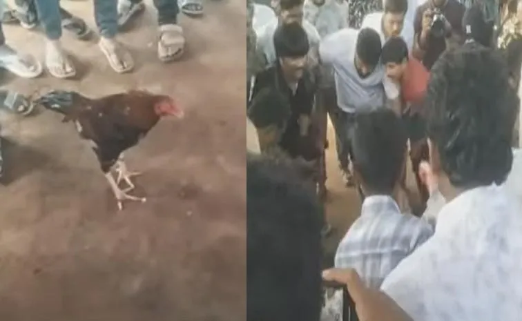 1 53 Crore Win: Massive Cockfight In Tadepalligudem
