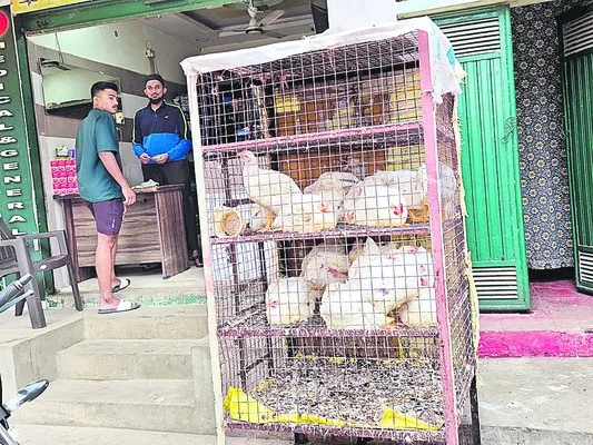 కొండెక్కిన కోడి