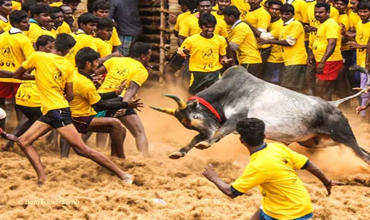 జల్లికట్టులో అపశ్రుతి..10మంది పరిస్థితి విషమం