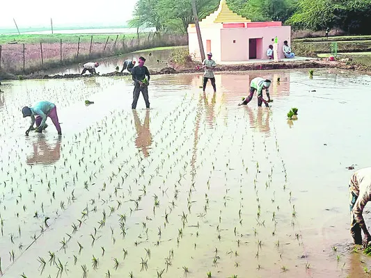 వలసొచ్చి.. వరినాట్లు