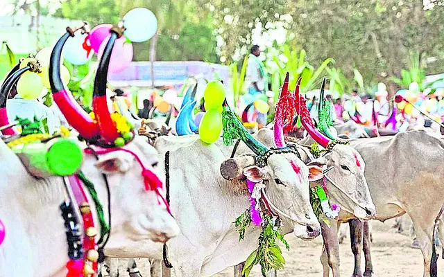 కనుమ కోలాహలం 