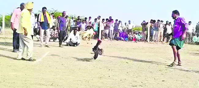 దర్శిలో ‘బరి’తెగించిన టీడీపీ నేతలు:  
