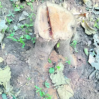 టేకుచెట్లపై గొడ్డలి వేటు