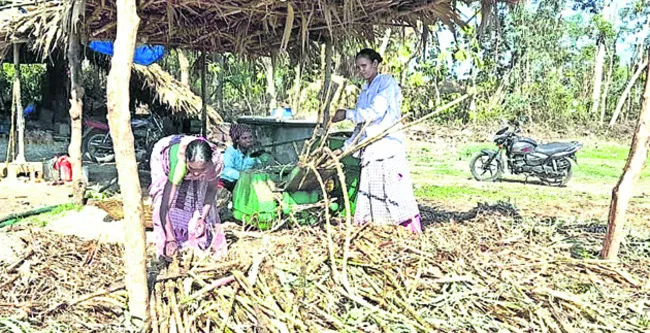 రైతు ఇంట బెల్లం పంట