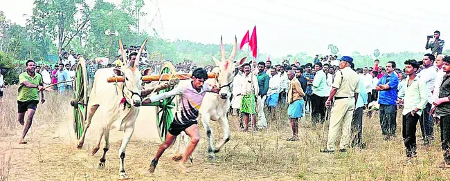 ఉత్సాహంగా ఎడ్ల పరుగు ప్రదర్శన