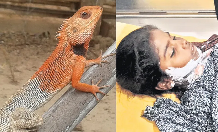 తొండ తెచ్చిన తంటా... 