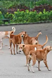 Animal rights activists suspect magnesium sulphate used in mass killing