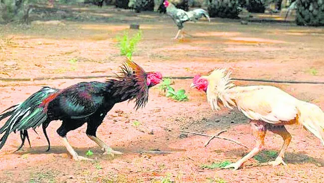 ‘బరి’తెగించేశారు! 