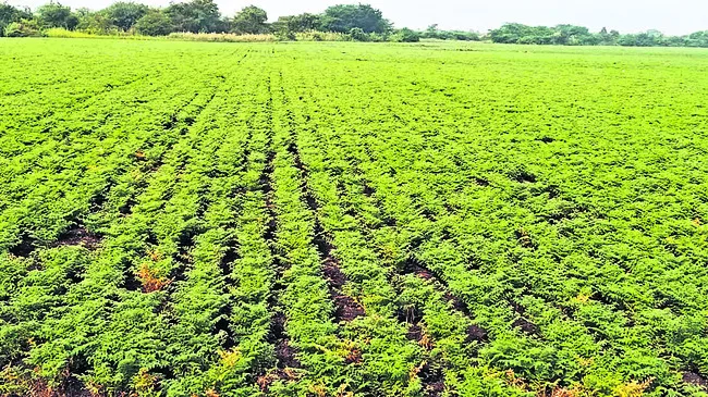 రబీ సాగు అంతంత మాత్రమే 