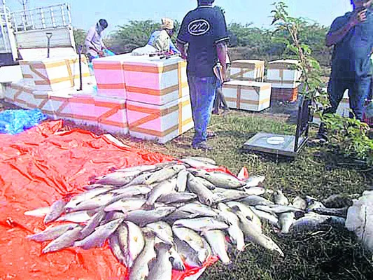 జోరుగా పండుగప్ప సాగు 