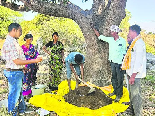 ‘మైకోరైజా’తో మొక్కకు మేలు 