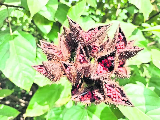 స్వల్ప పెట్టుబడులతో అధిక దిగుబడులు
