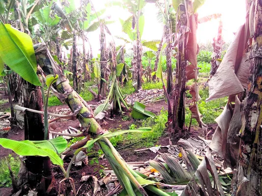 అరటి తోటల్లో దొంగలు 