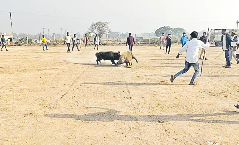 వరాహాల డిష్యుం.. డిష్యుం