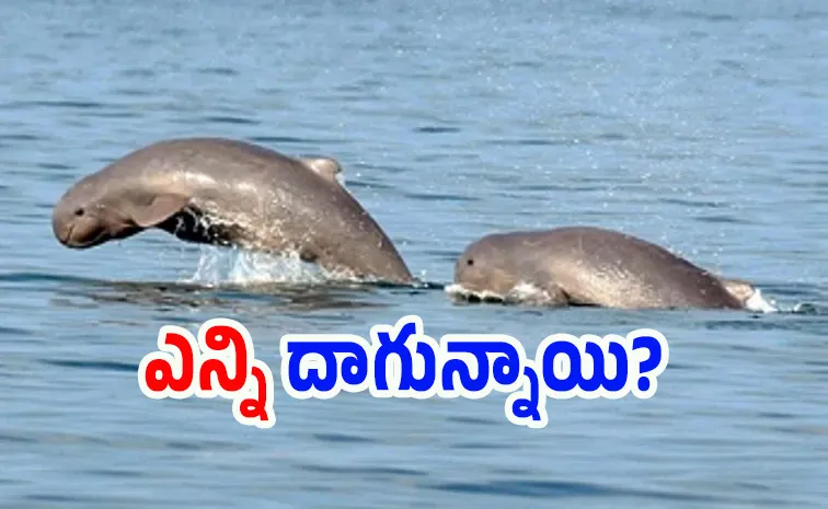 మిషన్‌ డాల్ఫిన్‌: నదీ గర్భంలో భారీ ‘ఆపరేషన్‌’