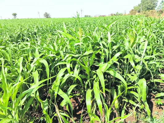 జొన్న సాగుపై ఆసక్తి