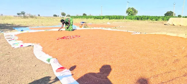 కంది కష్టాలు 