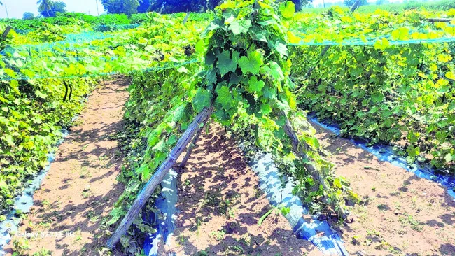 కూర‘గాయాలు’ 
