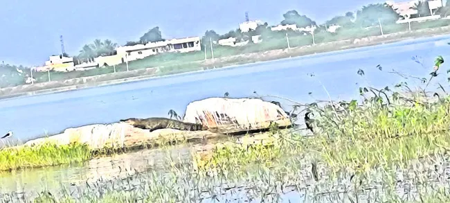 మాగనూర్‌ చెరువులో మొసలి కలకలం 